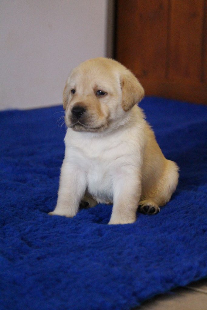 Du Bois Des Ussiaux - Chiots disponibles - Labrador Retriever