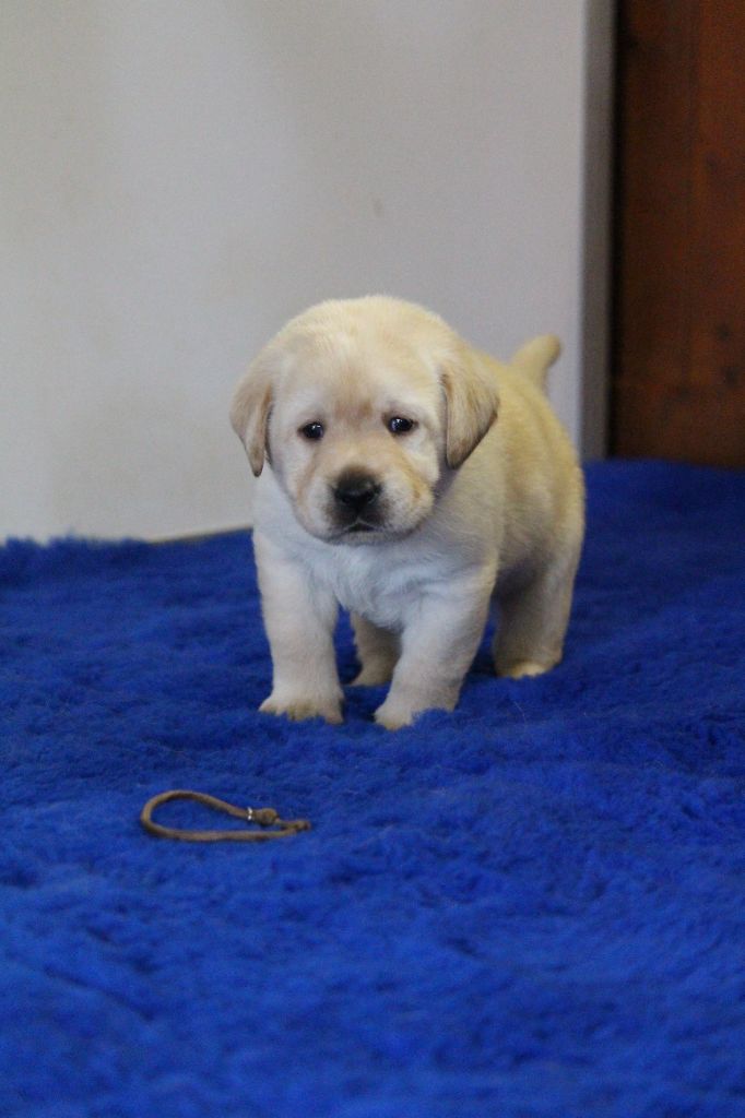 Du Bois Des Ussiaux - Chiots disponibles - Labrador Retriever