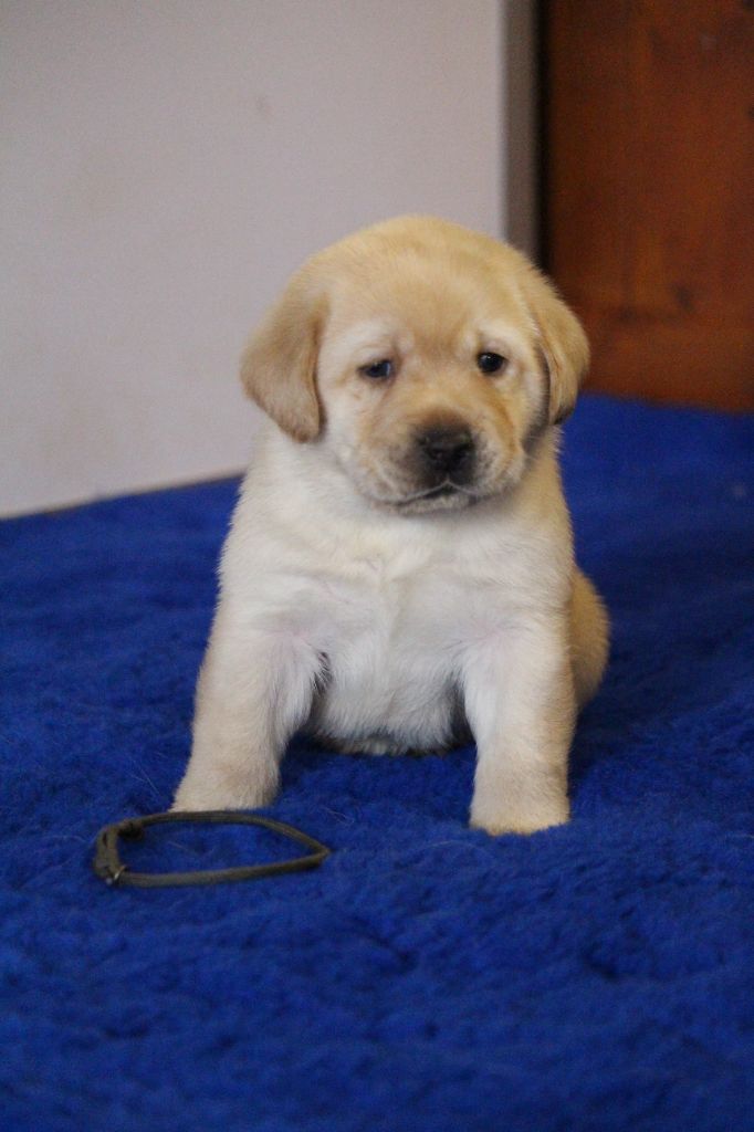 Du Bois Des Ussiaux - Chiots disponibles - Labrador Retriever