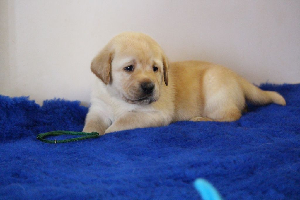Du Bois Des Ussiaux - Chiots disponibles - Labrador Retriever