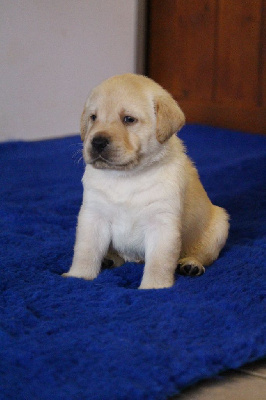 CHIOT 4