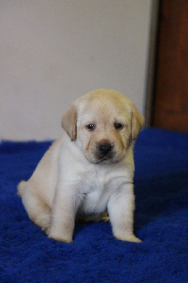 CHIOT 2