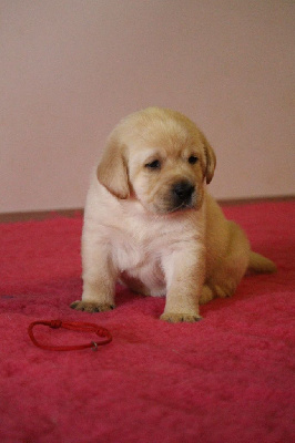 CHIOT 8