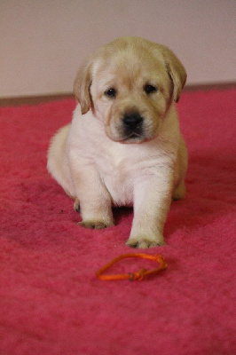 CHIOT 7