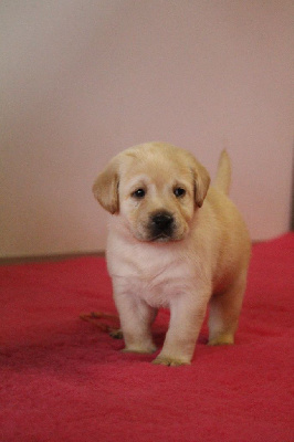 CHIOT 6