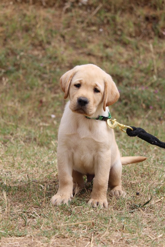 Du Bois Des Ussiaux - Chiots disponibles - Labrador Retriever