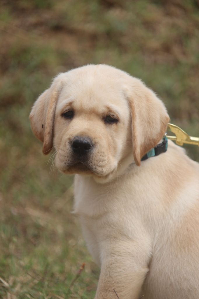 Du Bois Des Ussiaux - Chiots disponibles - Labrador Retriever